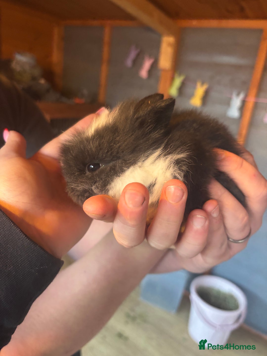 Lionhead rabbits for sale: Lion head bunnies available 🐰 - Advert 16
