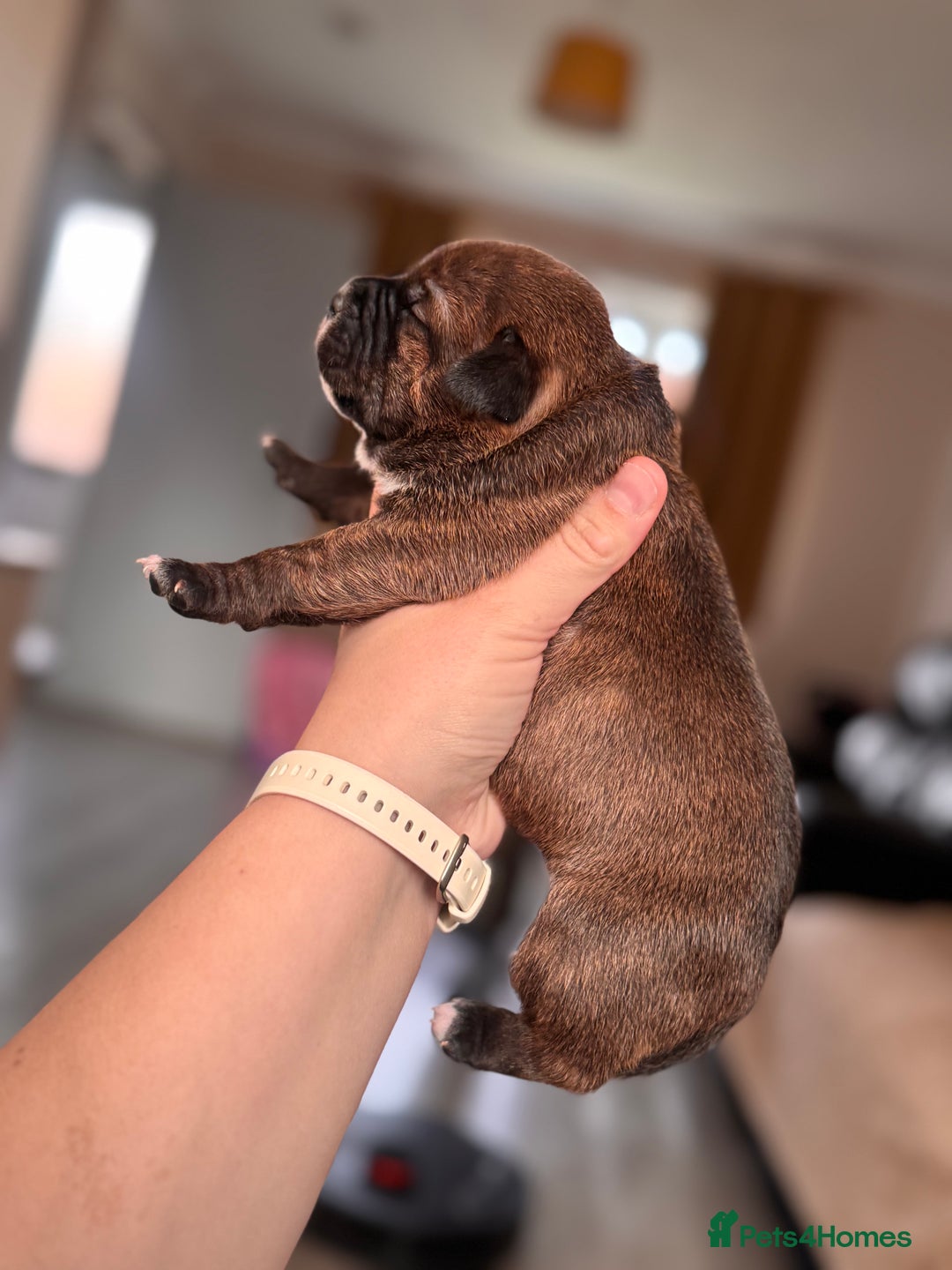 Staffordshire Bull Terrier dogs for sale: KC Staffordshire Bull Terrier - Image 9