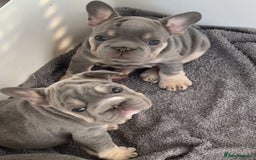 French Bulldog dogs for sale: French bulldog babies  - Image 23