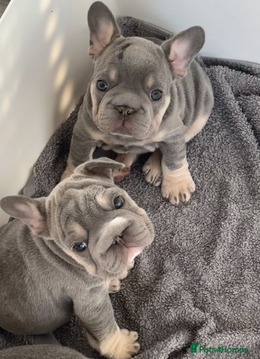 French Bulldog dogs for sale: French bulldog babies  - Image 23