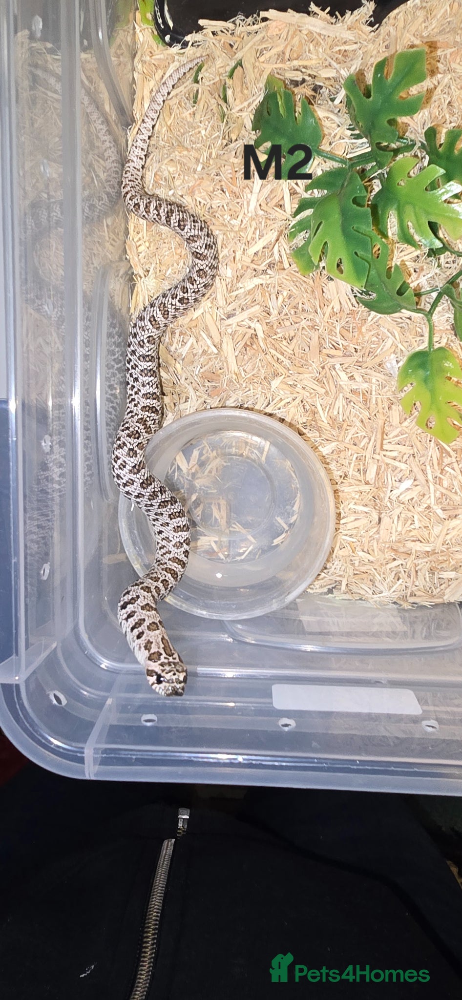 Snake reptiles Western hognose snakes - Advert 2