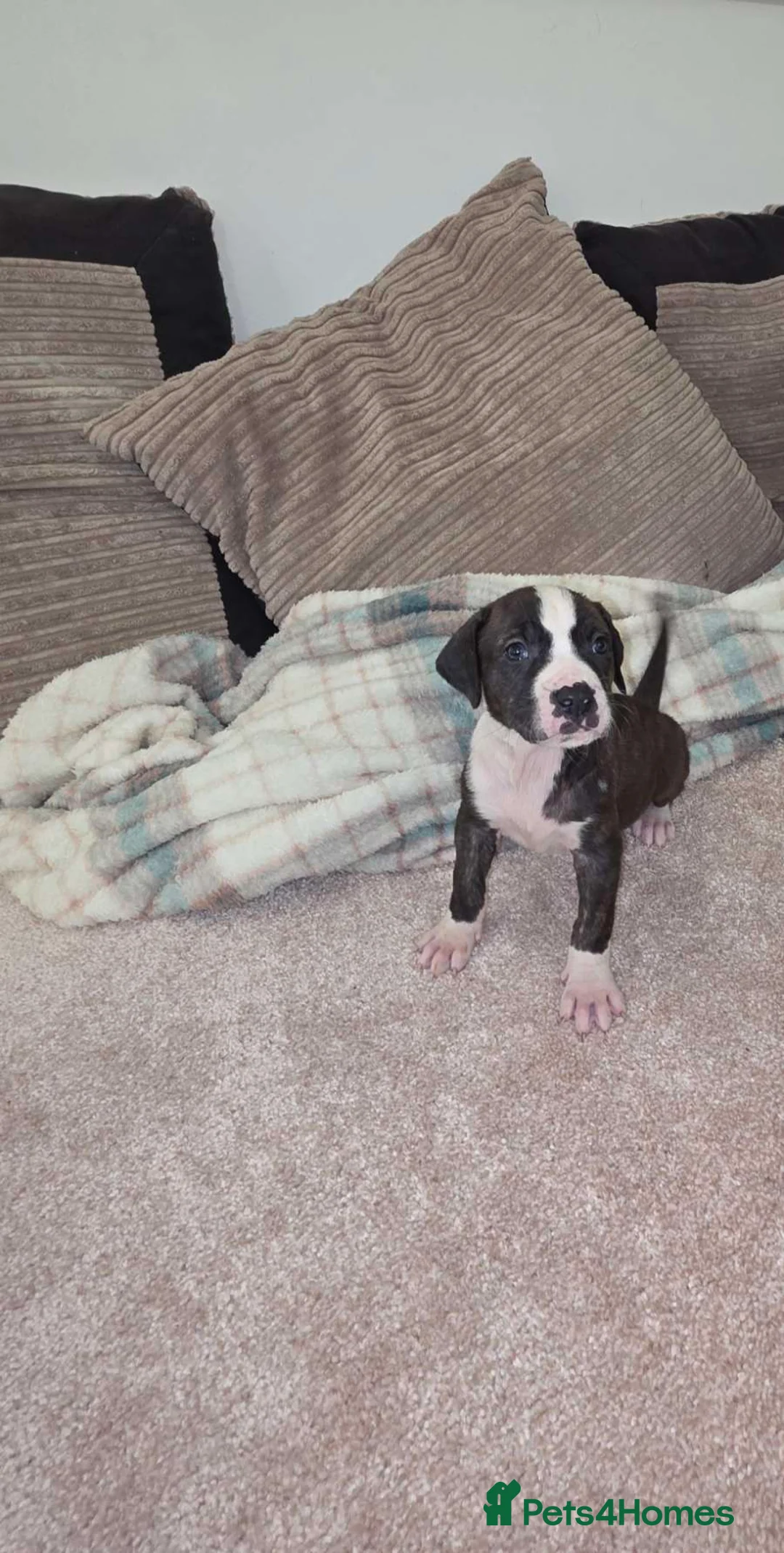 Presa Canario dogs for sale: Dual Purpose Presa Canario Puppies for Homing - Advert 13