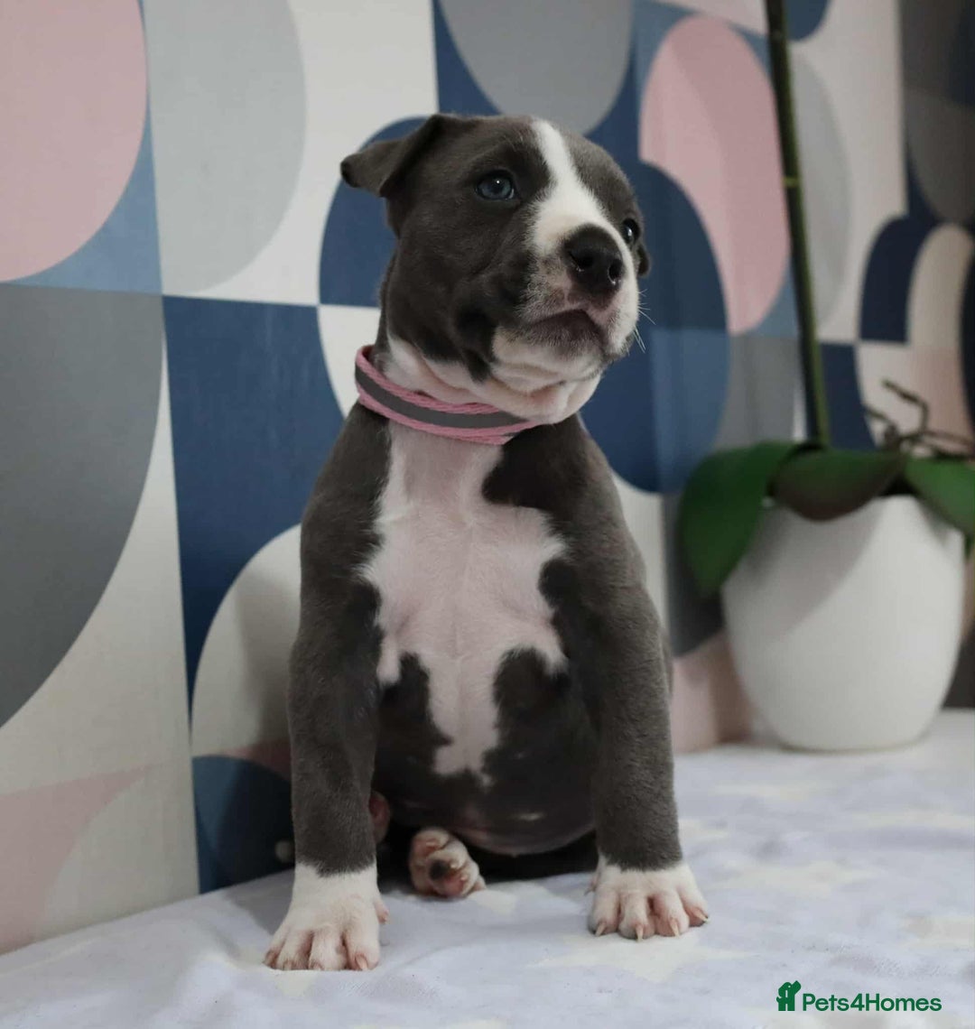 American Bull Staffy dogs for sale: American blue staffy female  - Image 7