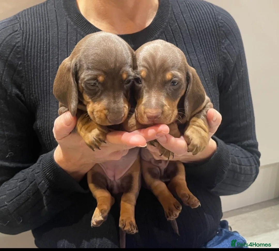 Miniature Dachshund dogs for stud: Miniature Dachshund Stud Kc registered & Pra clear in Stowmarket - Advert 22