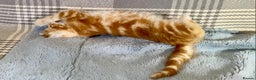 Mixed Breed cats for sale: Gorgeous Ginger And Tortoiseshell Female Kittens - Advert 29