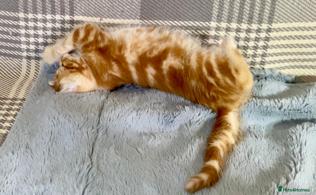 Mixed Breed cats for sale: Gorgeous Ginger And Tortoiseshell Female Kittens - Advert 29