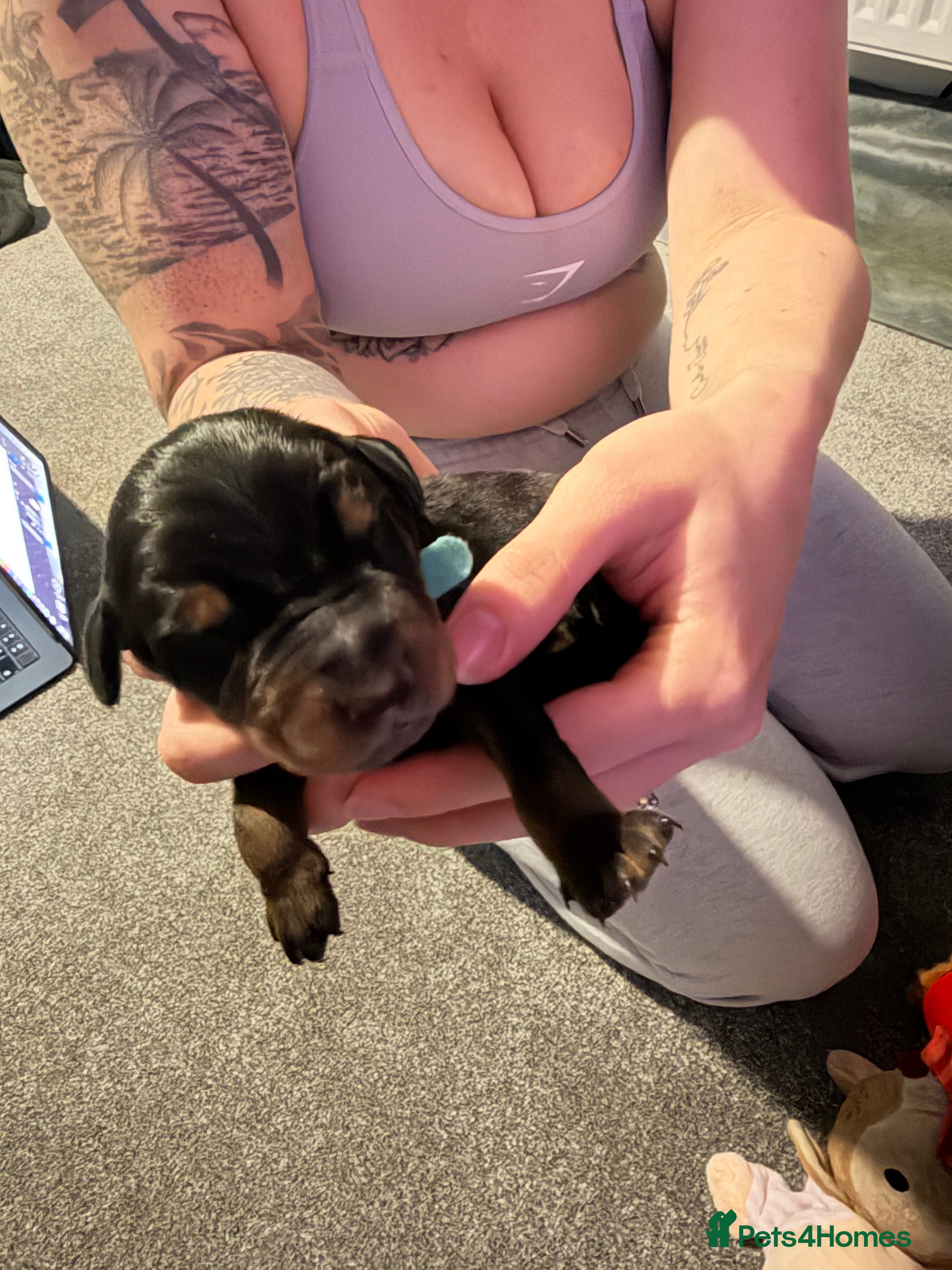 Dobermann dogs for sale: 6 Beautiful Doberman Puppies - Advert 8