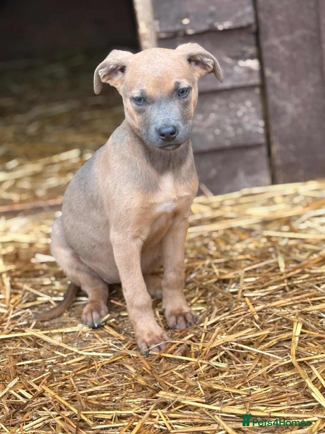 Mixed Breed dogs for sale: Mr crump  - Advert 4