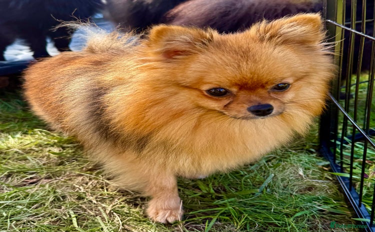 Pomeranian dogs - Advert 3