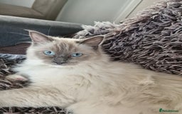 Ragdoll cats for sale: Three Adorable Blue Point Ragdoll Kittens - Image 3