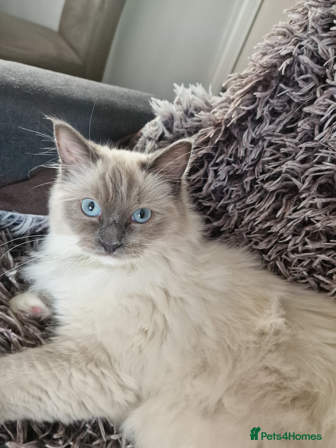 Ragdoll cats for sale: Three Adorable Blue Point Ragdoll Kittens - Image 3