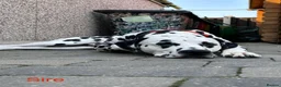 Dalmatian dogs for sale: KC Registered Dalmatian Pups Due 18th March - Advert 12