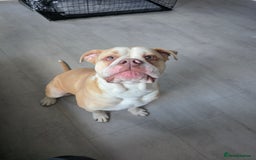 Olde English Bulldogge dogs for sale: 11 month old Pup for Rehoming - Image 2
