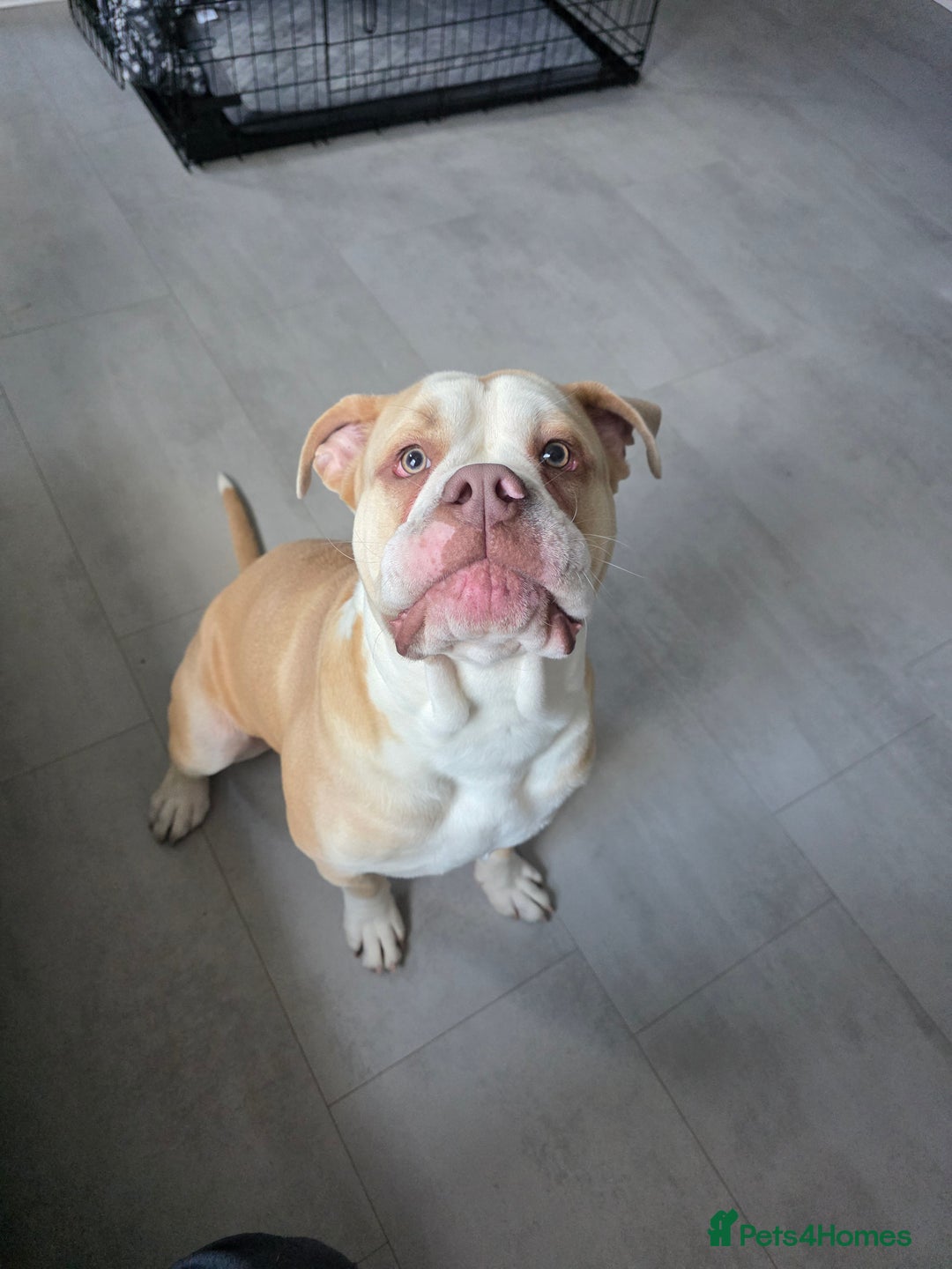 Olde English Bulldogge dogs for sale: 11 month old Pup for Rehoming - Image 2