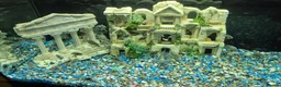 Cichlids fish for sale: Polar blue parrots in Aylesbury - Advert 3