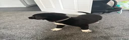 Sprollie dogs for sale: Male Sproolie  - Advert 4