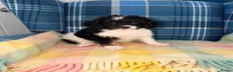 Cavapoo dogs for sale: 💜💖One Stunning Tri Colour Cavapoo Girl🩷💜 - Advert 5