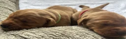 Labrador Retriever dogs for sale: KC Registered Fox Red Lab Puppies Raised Vet’s Hom - Advert 7
