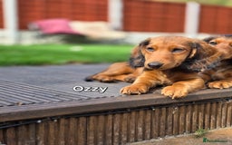 Dachshund dogs for sale: Red long-haired standard dachshund puppies - Image 37