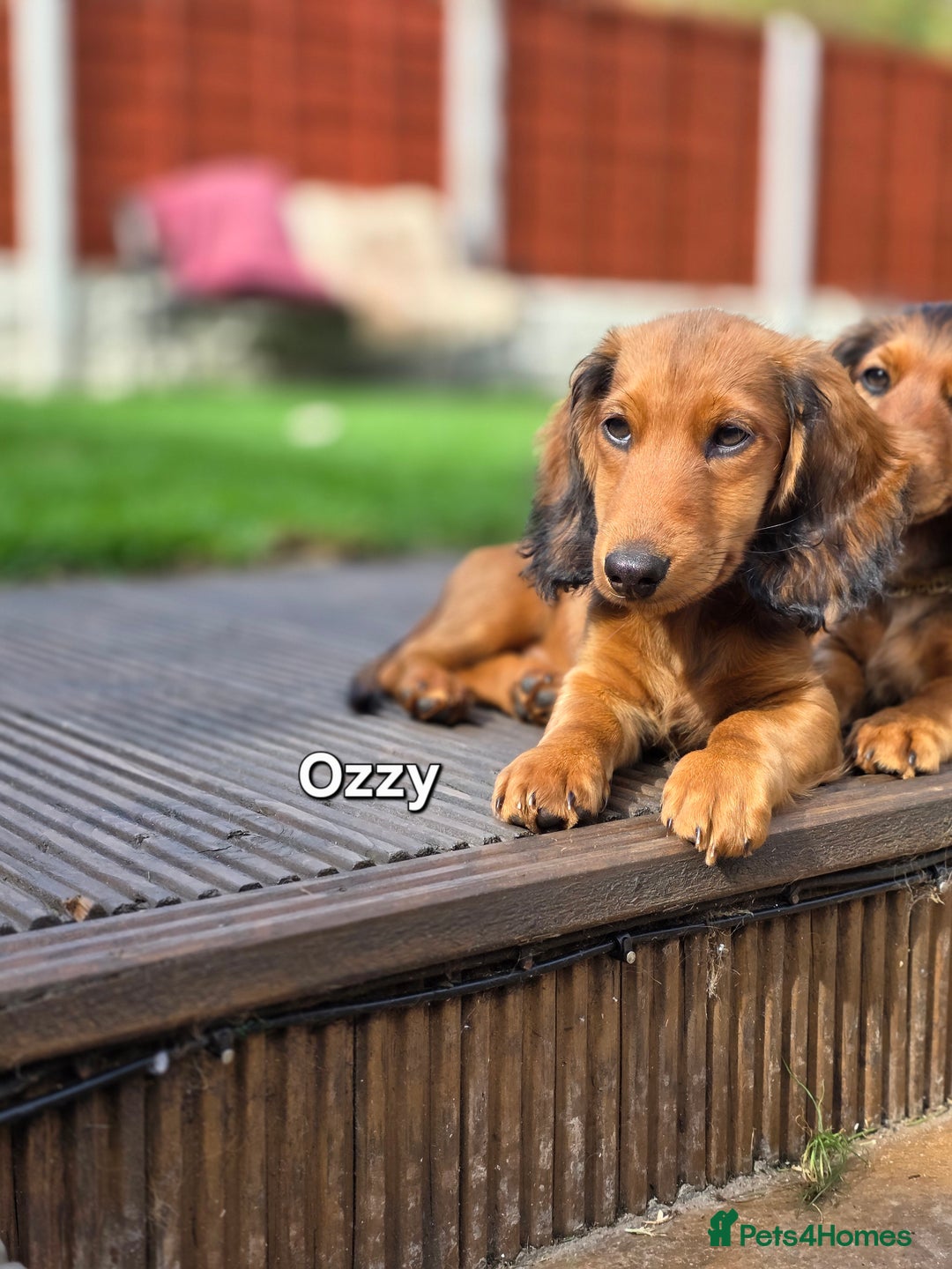 Dachshund dogs for sale: Red long-haired standard dachshund puppies - Image 37