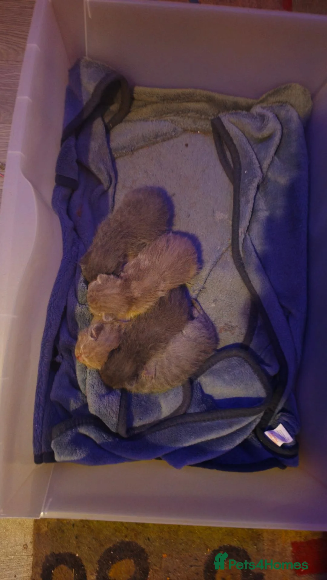 British Shorthair cats for sale: Beautiful Blue British Shorthair Kittens (Pets) in Rushden - Advert 15