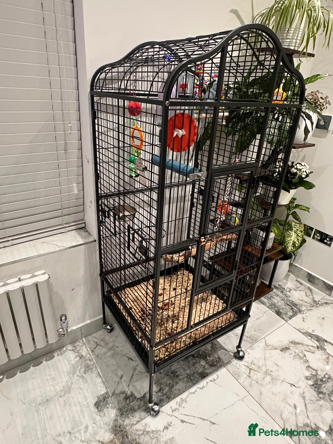 Ringnecks birds for sale: Indian Ringneck Parrot  - Advert 4