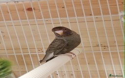 Budgerigars birds for sale: Rare black face  b/wing melanistic spgle for sale  - Image 4