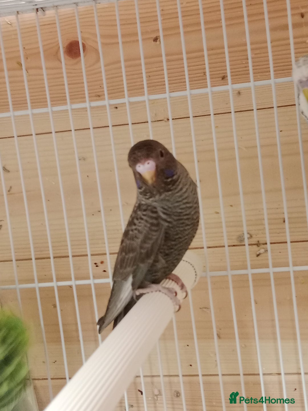 Budgerigars birds for sale: Rare black face  b/wing melanistic spgle for sale  - Image 4