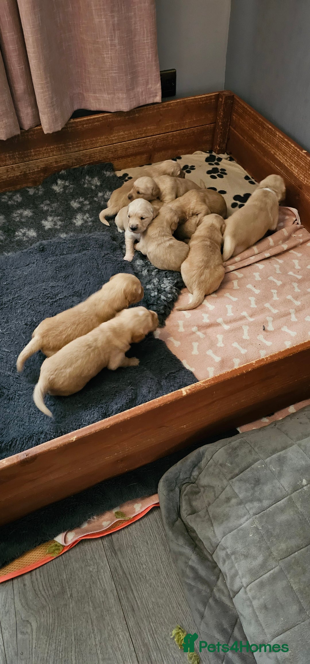 Golden Retriever dogs for sale:  golden retriever pups - Advert 26