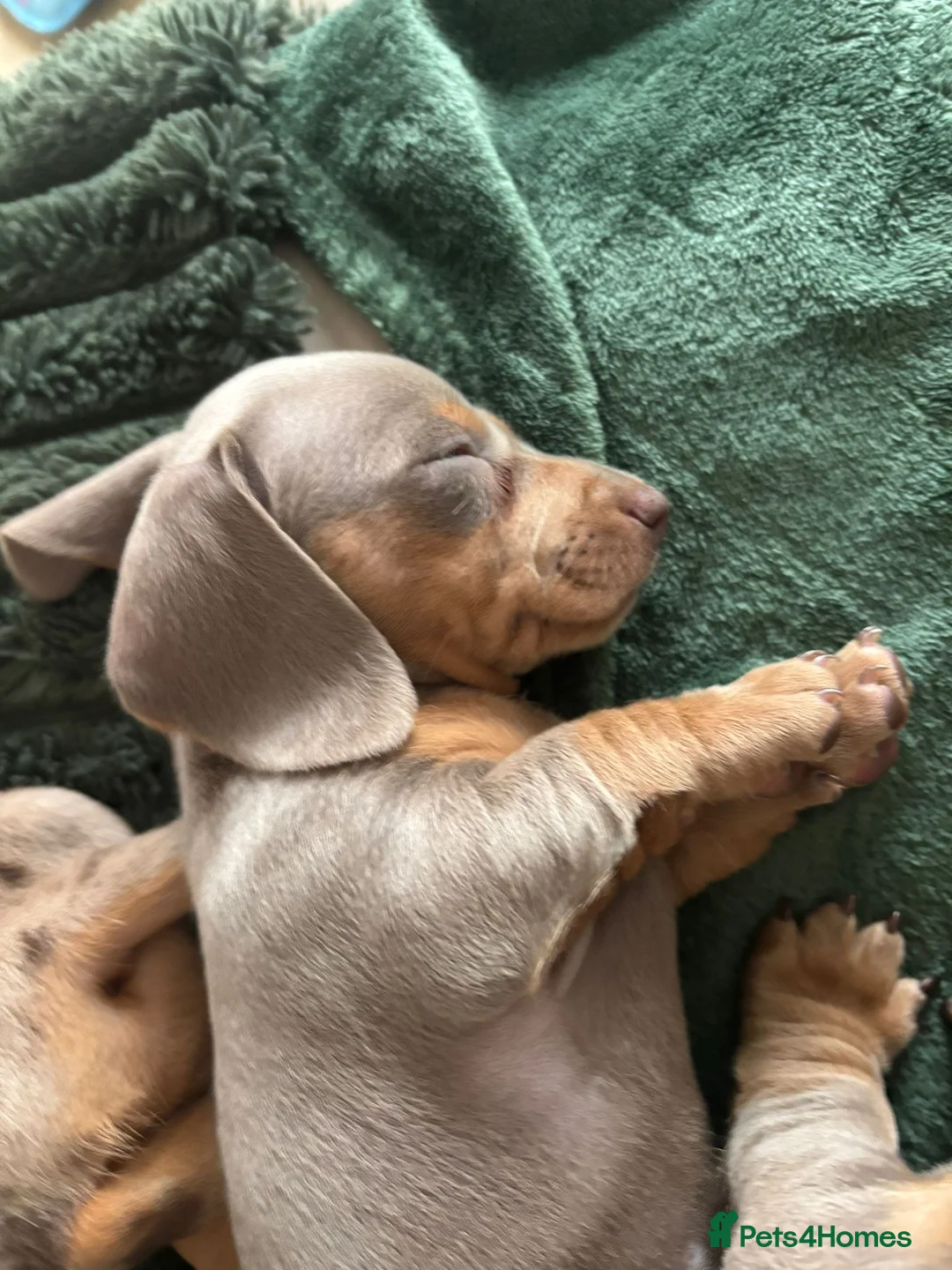 Miniature Dachshund dogs for sale: Beautiful Isabella and Tan Miniature Dachshunds  - Advert 5