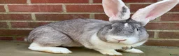 Mixed Breed rabbits for sale: Giant rabbit  in Basingstoke - Advert 1