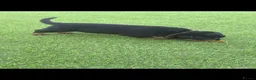 Rottweiler dogs for sale: rottweilers... - Advert 8