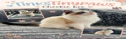 Ragdoll cats for sale: Ragdoll kittens  - Advert 4