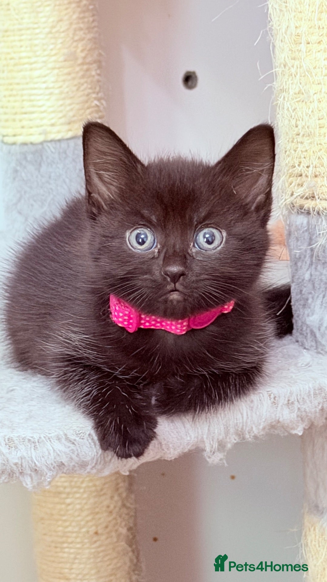 RagaMuffin cats 🤎Beautiful Ragamuffin Kittens🤎 - Advert 2