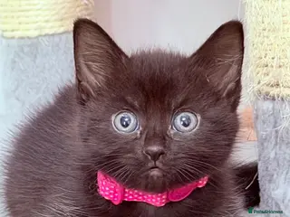 RagaMuffin cats 🤎Beautiful Ragamuffin Kittens🤎 - Advert 2