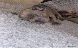 French Bulldog dogs for sale: Beautiful French bulldog puppies  - Image 24