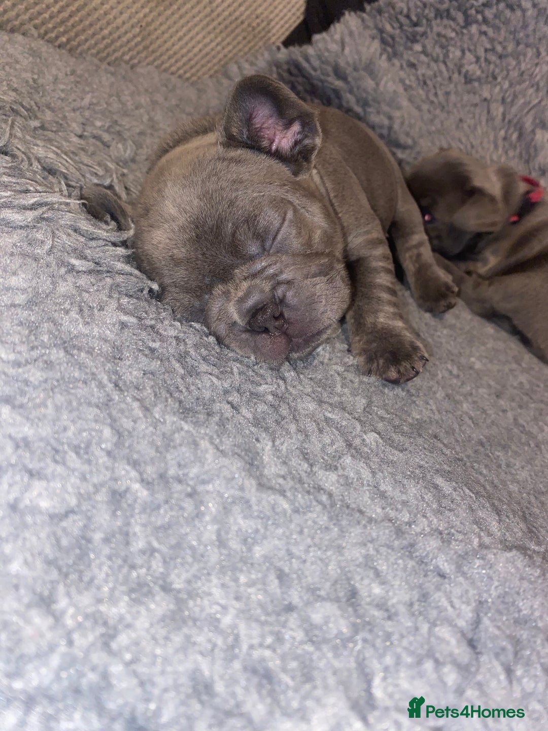 French Bulldog dogs for sale: Beautiful French bulldog puppies  - Image 24