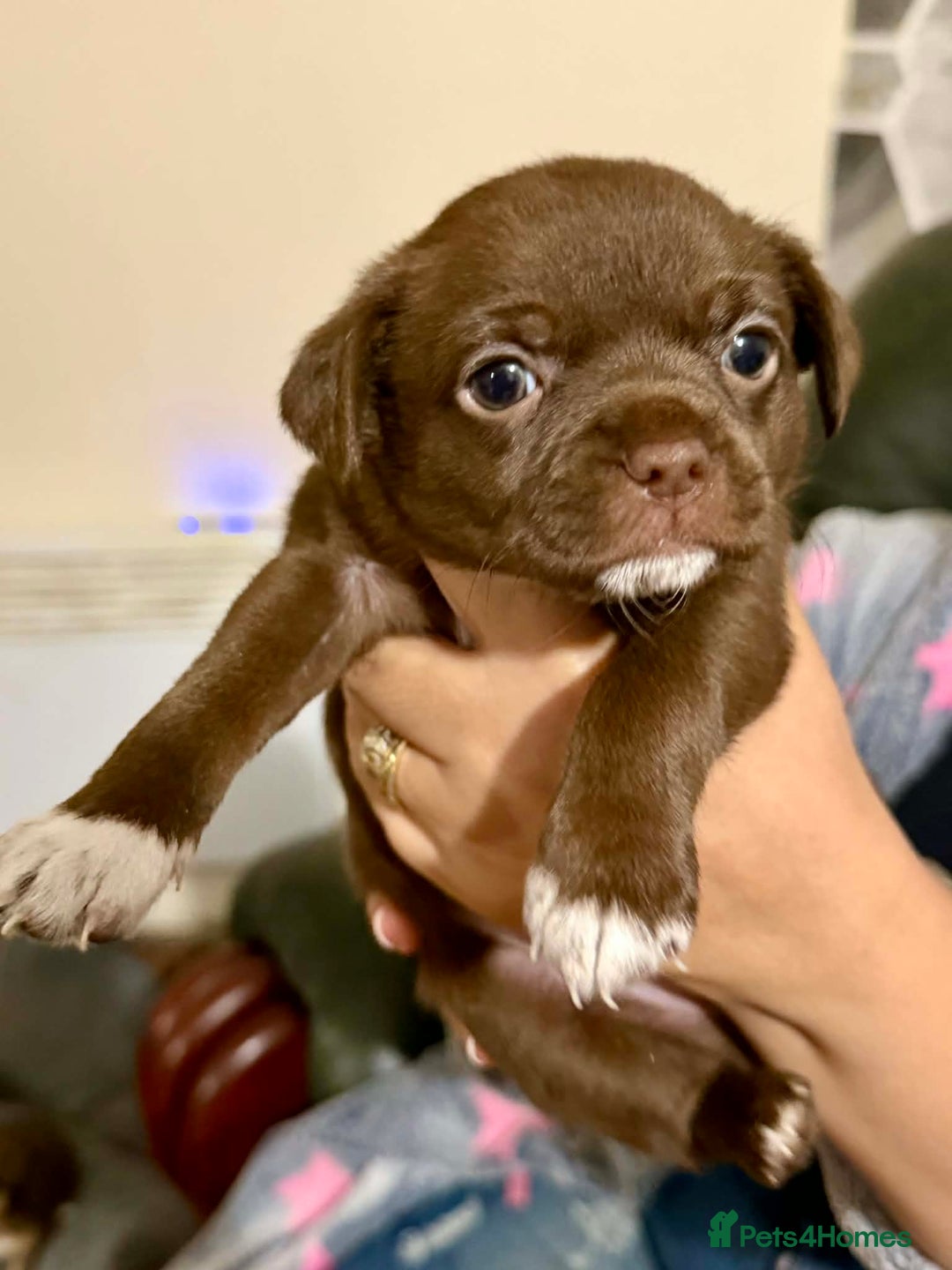 Chihuahua dogs for sale: Puppies  - Advert 6