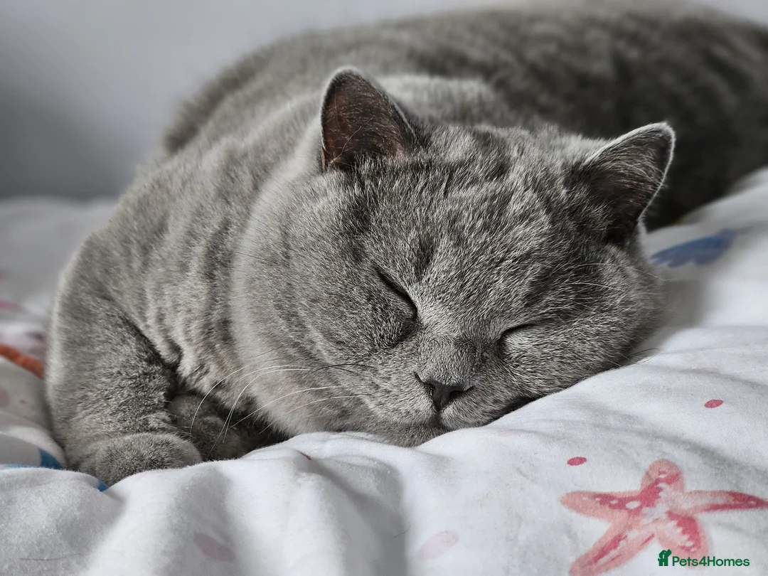 British Shorthair cats for sale: Chilled Fluffy Sleepy Cloud Boy 3yrs old - Advert 7
