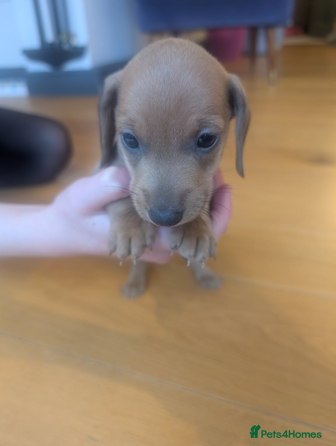 Miniature Dachshund dogs for sale: Beautiful litter of Miniature Dachsunds  - Advert 5