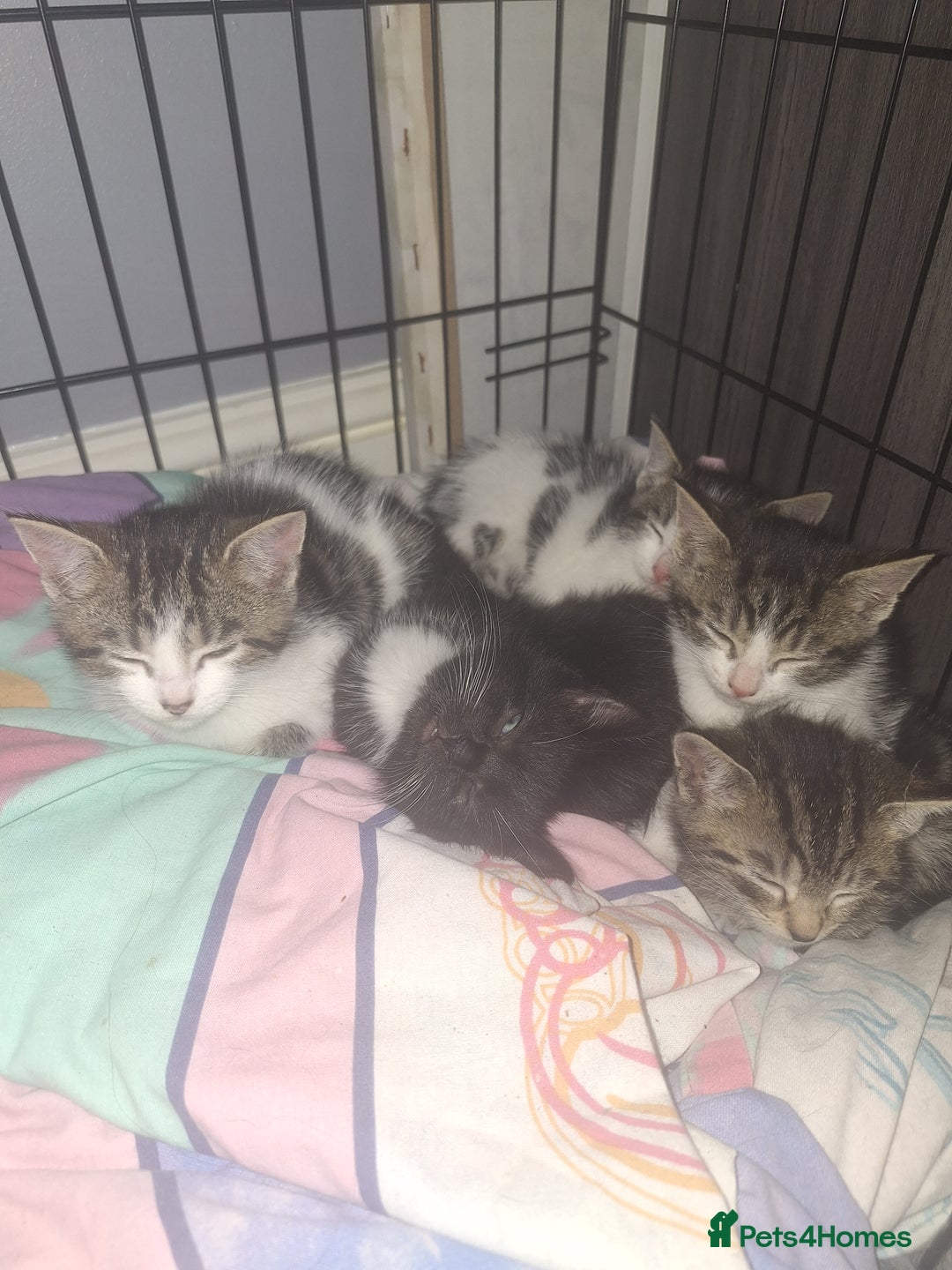 Domestic Shorthair cats for sale: Stunning kittens for sale. - Advert 5