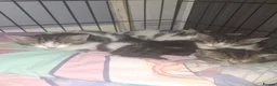 Domestic Shorthair cats for sale: Stunning kitten for sale *1 GIRL LEFT* - Advert 5