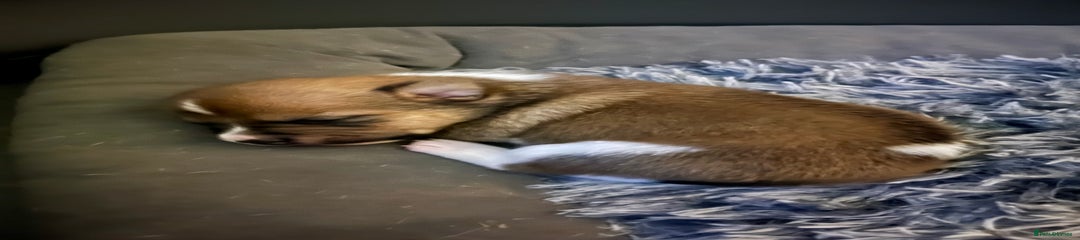 Jack Russell Puppy 1