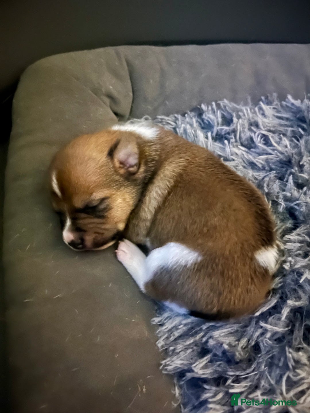 Jack Russell dogs for sale: ** Stunning Pure Miniature Jack Russell Pups ** - Image 18