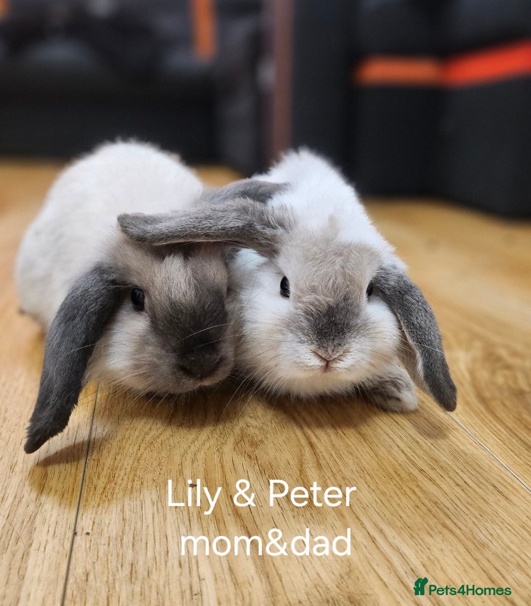 Dwarf Lop rabbits for sale: Beautiful litter of baby rabbits dwarf lop - Advert 6