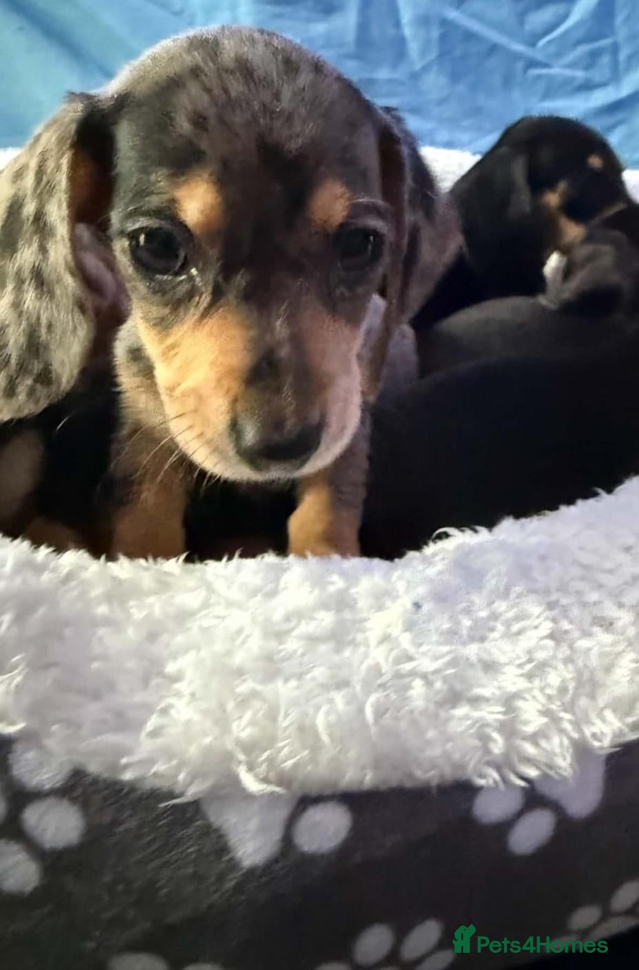 Dachshund dogs Beautiful black and cream puppies available  - Advert 2