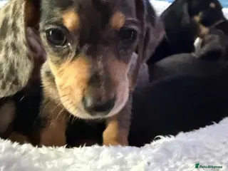 Dachshund dogs Beautiful black and cream puppies available - Advert 1