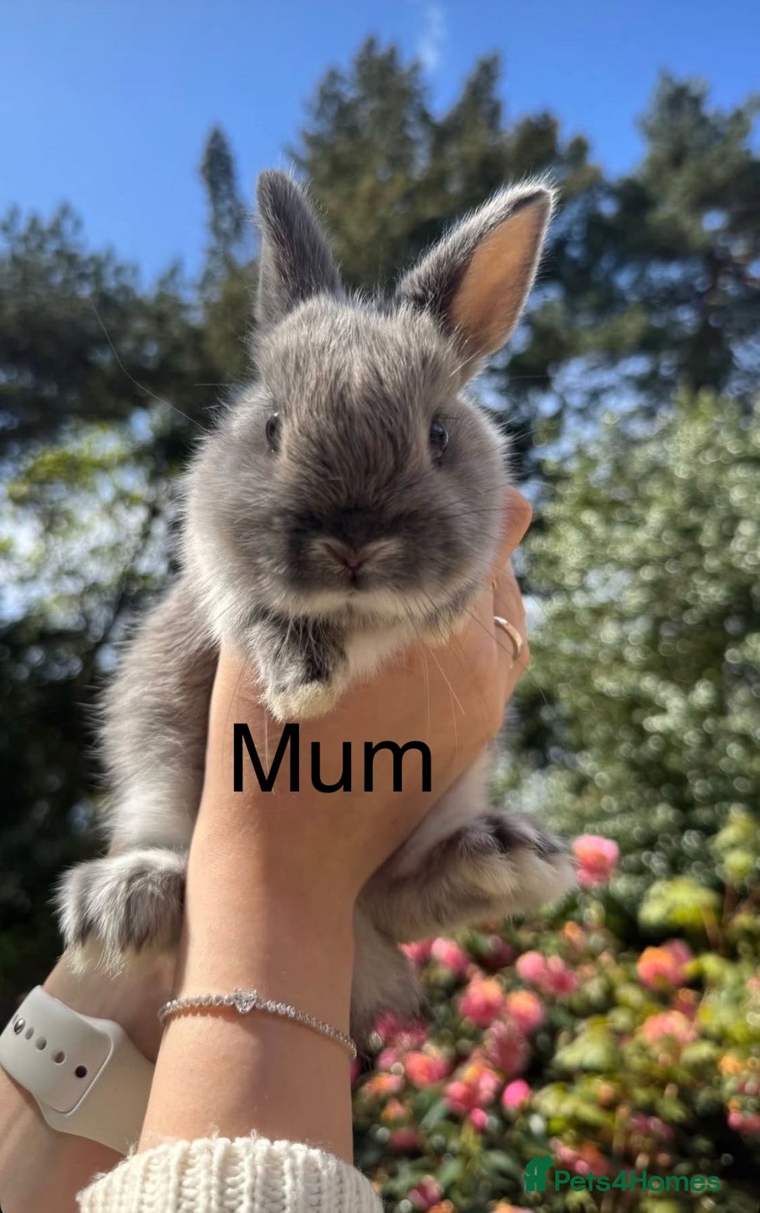 Netherland Dwarf rabbits for sale: 🐰✨Baby rabbits ready for home✨🐰 - Advert 1