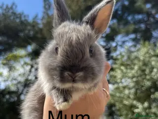 Netherland Dwarf rabbits 🐰✨Baby rabbits ready for home✨🐰 - Advert 14
