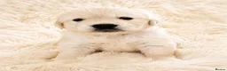 Golden Retriever dogs for sale: Newmiller Retrievers - Two Boys Avaliable  - Advert 20